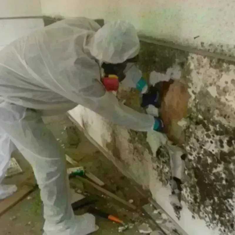 Mold Remediation and Removal in Taylor County, TX